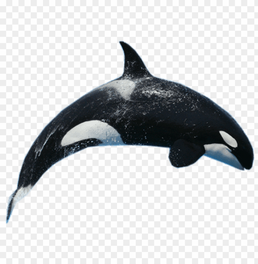 Detail Orca Transparent Background Nomer 7