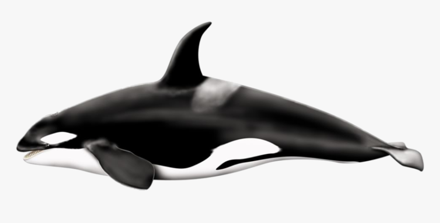 Detail Orca Transparent Background Nomer 8