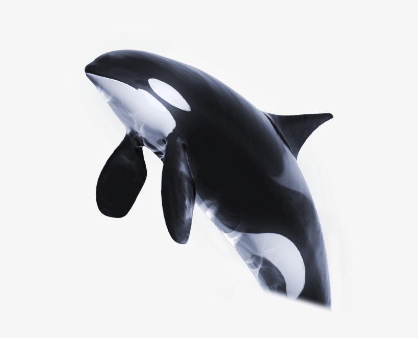 Detail Orca Transparent Background Nomer 9