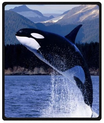 Detail Orca Whale Blanket Nomer 8