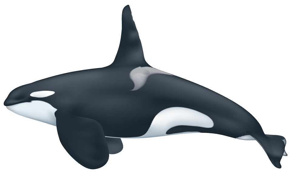 Detail Orca Whale Image Nomer 49