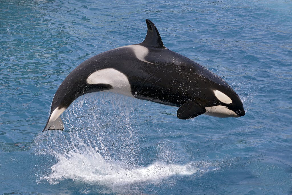 Detail Orca Whale Pics Nomer 7