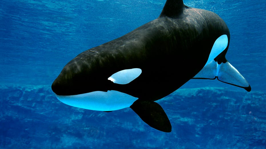 Detail Orca Whale Pictures Nomer 11