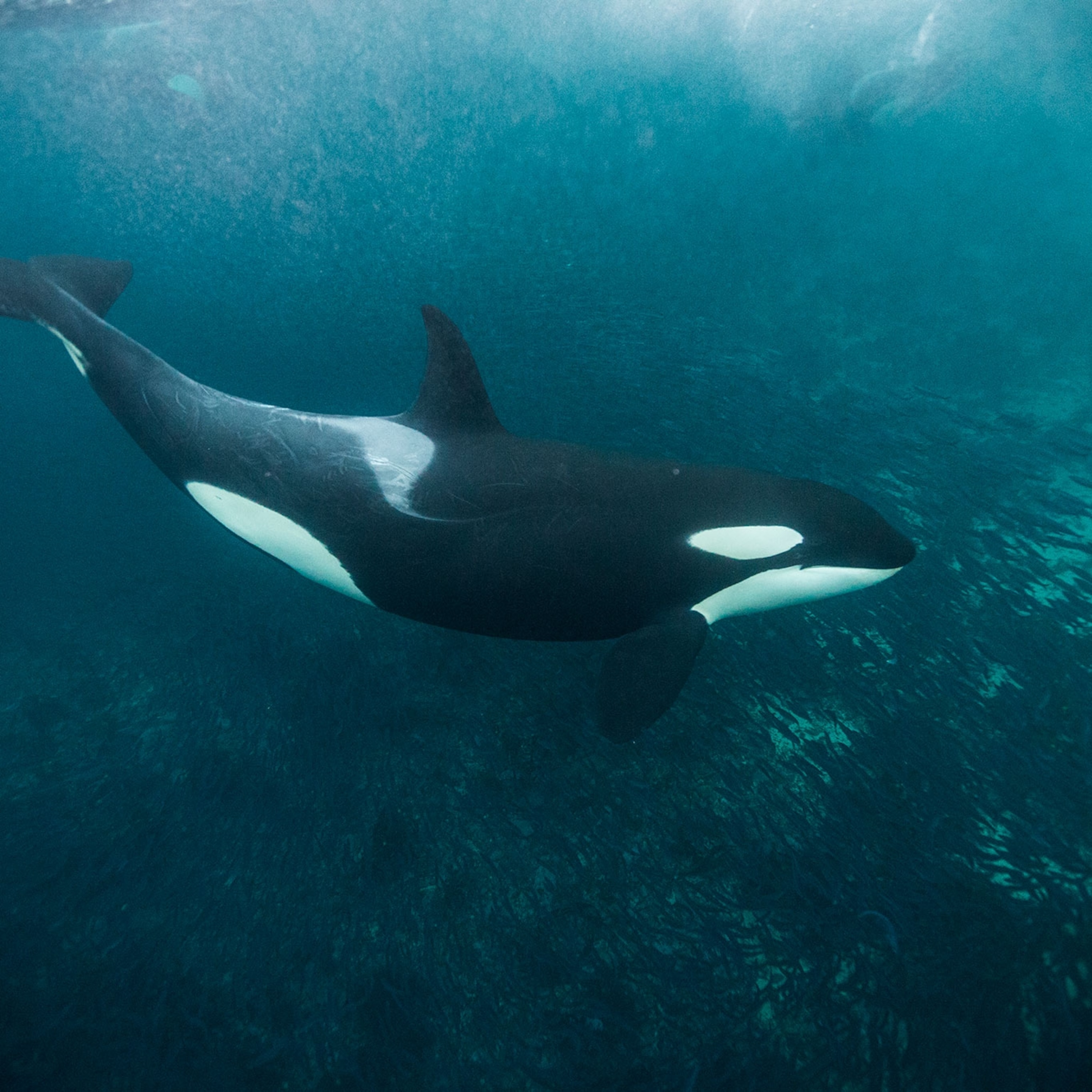 Download Orca Whale Pictures Nomer 14