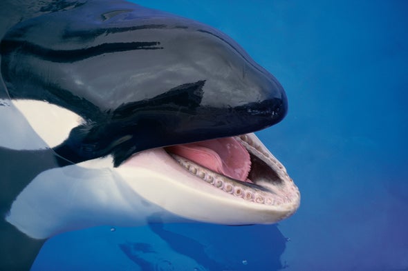 Detail Orca Whale Pictures Nomer 47