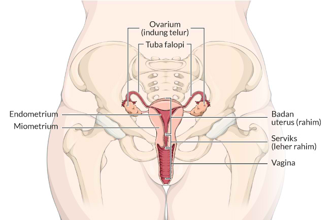 Detail Organ Tubuh Wanita Nomer 20