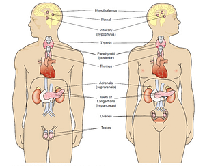 Detail Organ Tubuh Wanita Nomer 21