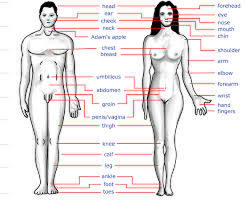 Detail Organ Tubuh Wanita Nomer 28