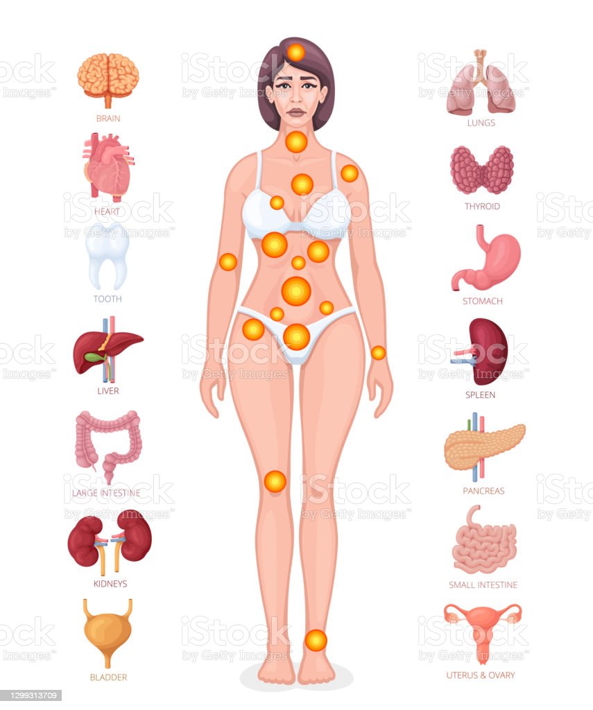 Detail Organ Tubuh Wanita Nomer 4