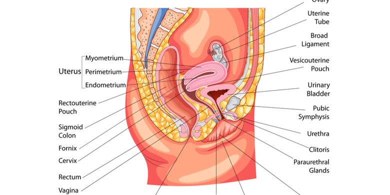 Detail Organ Tubuh Wanita Nomer 29