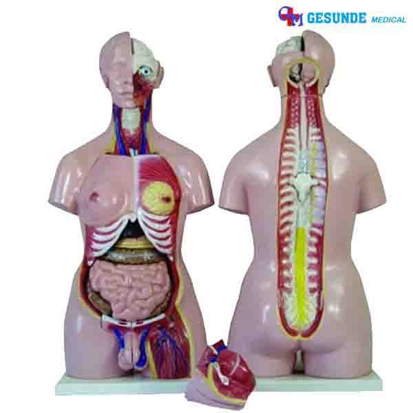 Detail Organ Tubuh Wanita Nomer 39