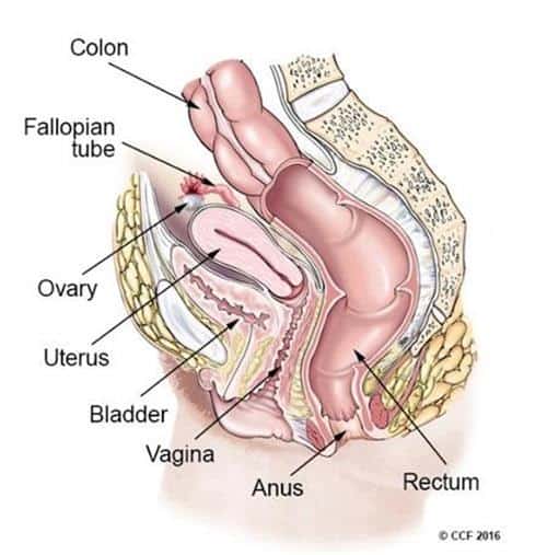 Detail Organ Tubuh Wanita Nomer 44