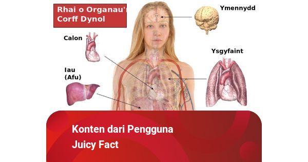 Detail Organ Tubuh Wanita Nomer 51