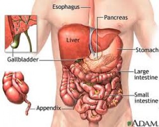 Detail Organ Tubuh Wanita Nomer 8