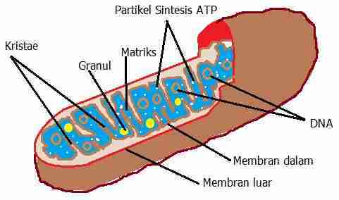 Detail Organel Sel Mitokondria Nomer 10