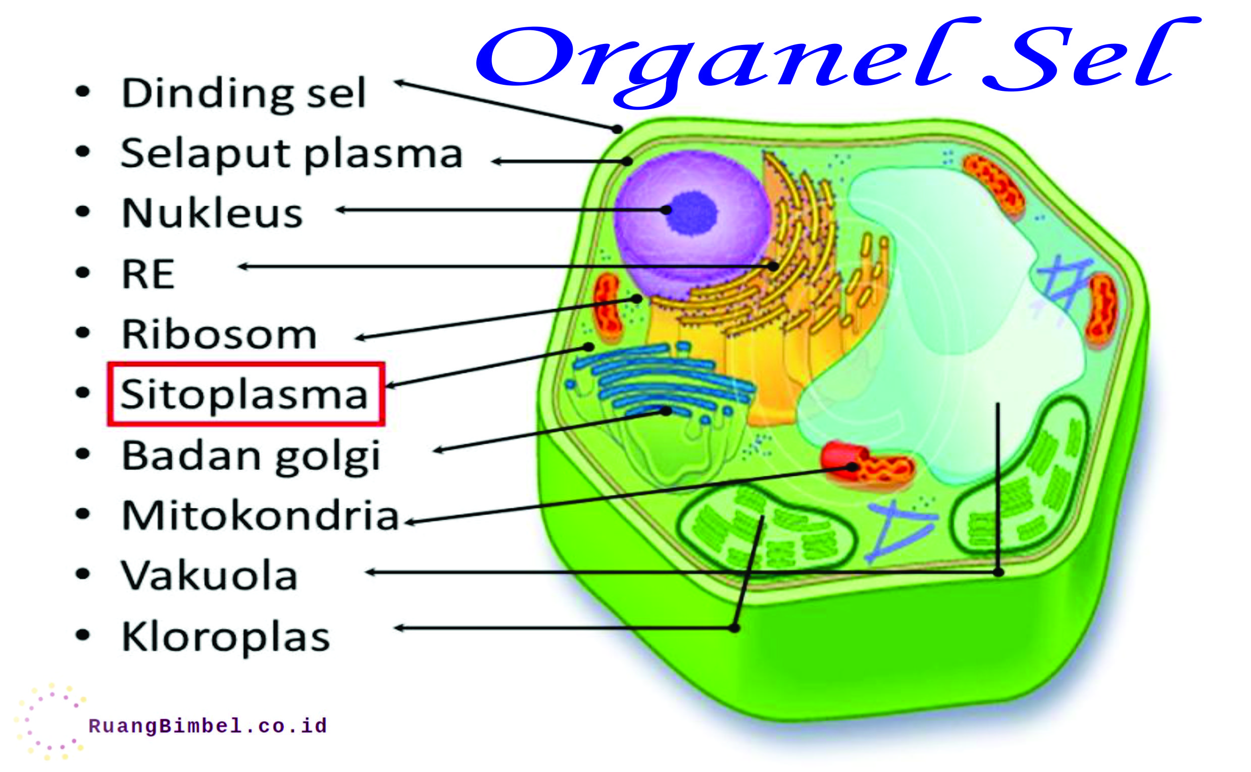 Detail Organel Sel Mitokondria Nomer 19