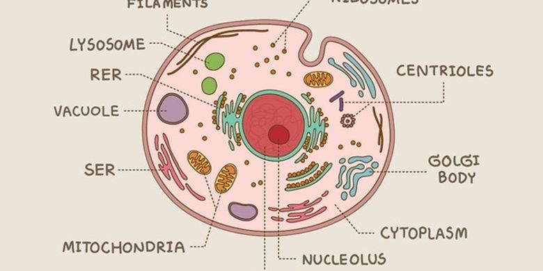 Detail Organel Sel Mitokondria Nomer 40