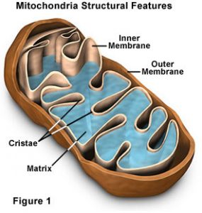 Detail Organel Sel Mitokondria Nomer 5