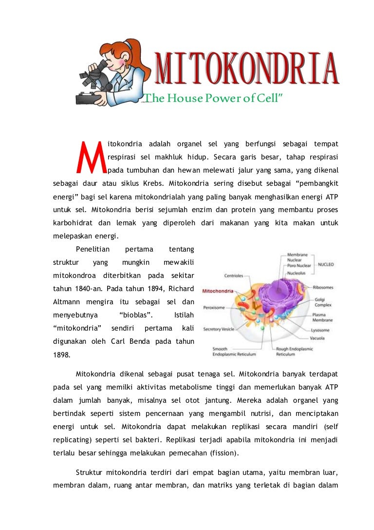 Detail Organel Sel Mitokondria Nomer 45