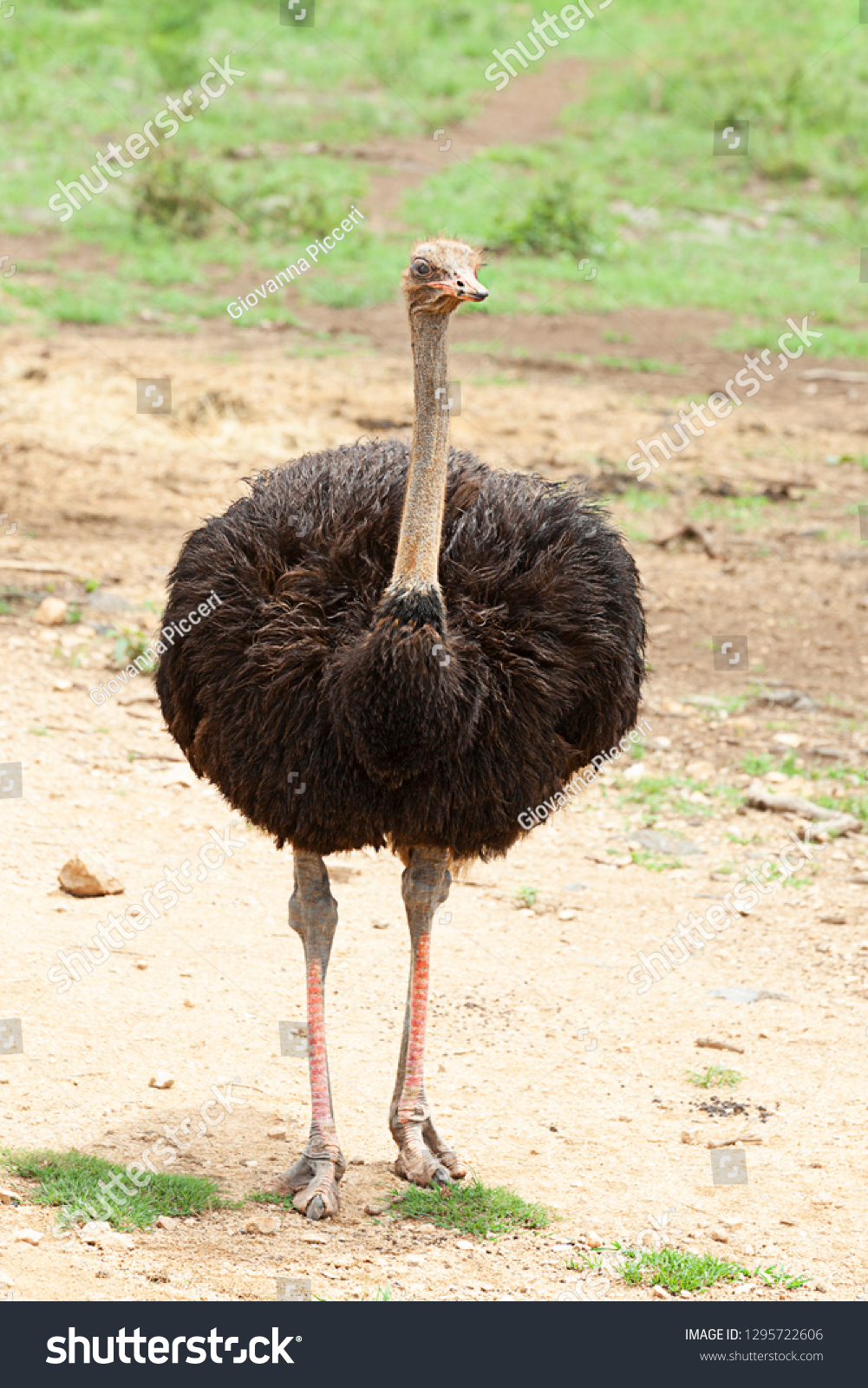 Detail Ostrich Bird Image Nomer 15