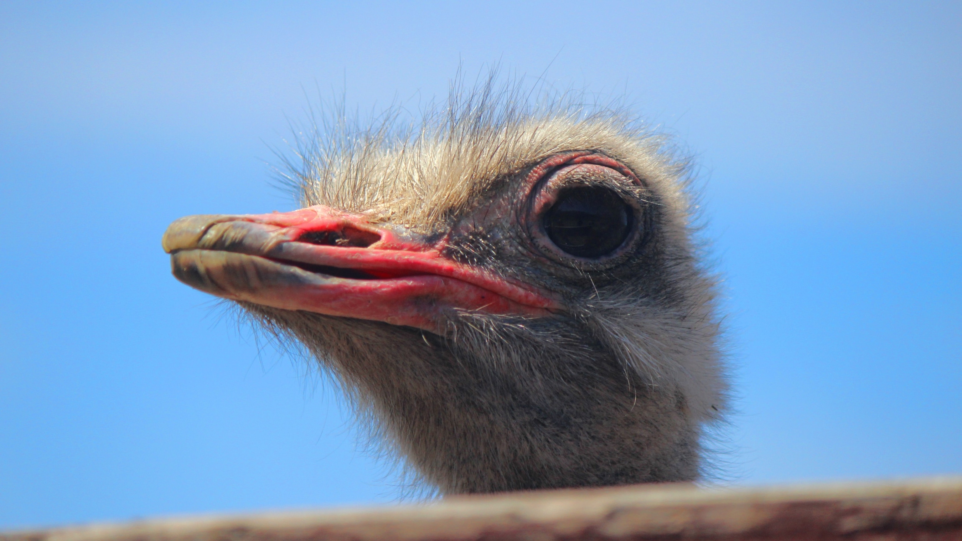 Detail Ostrich Bird Image Nomer 24