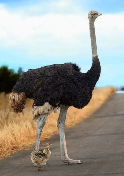 Detail Ostrich Bird Images Nomer 12