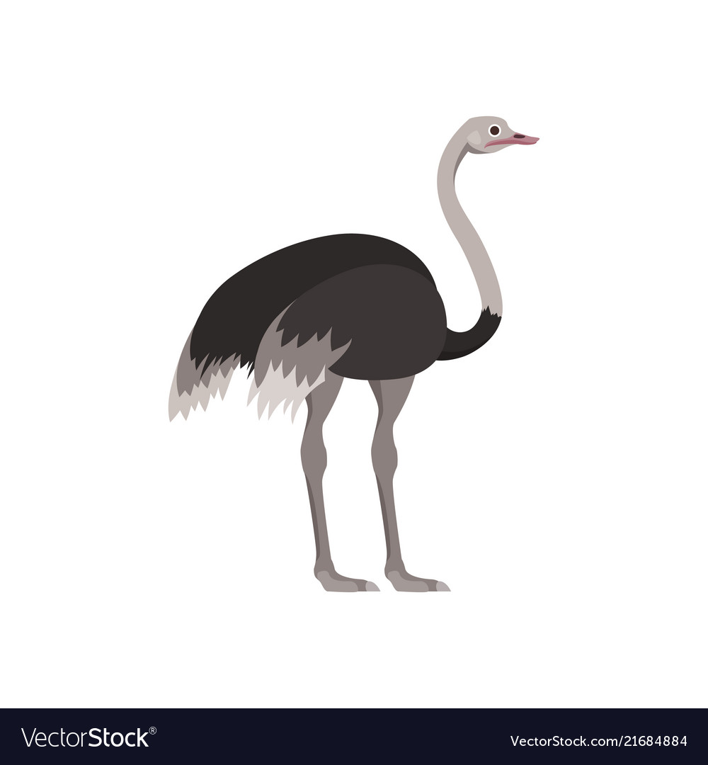 Detail Ostrich Bird Images Nomer 28