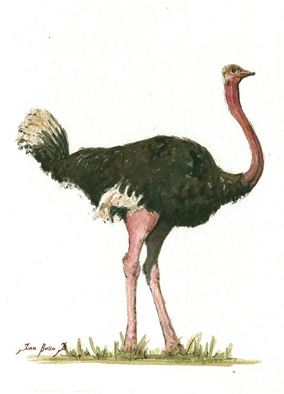Detail Ostrich Bird Images Nomer 41