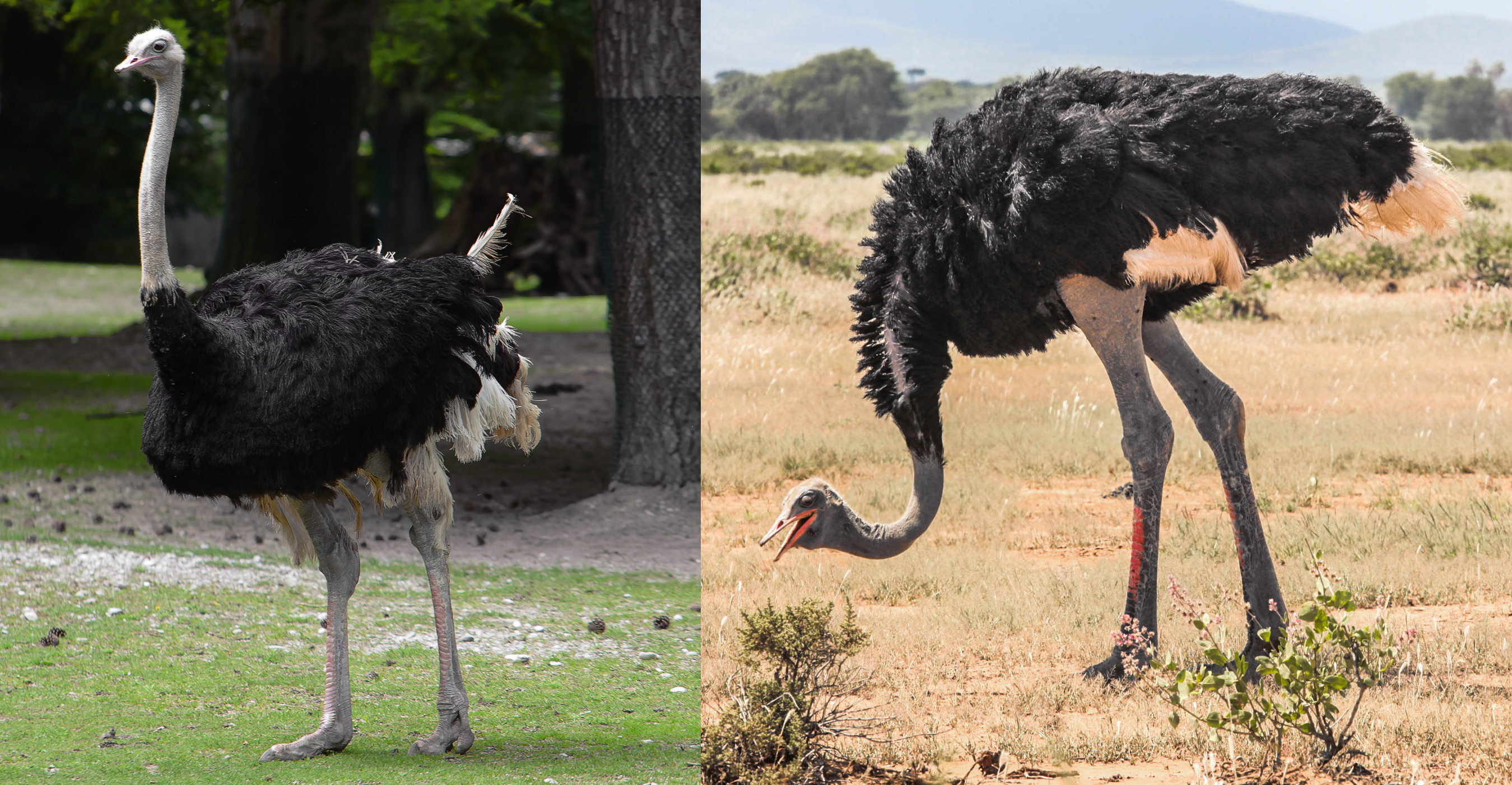 Detail Ostrich Bird Images Nomer 7