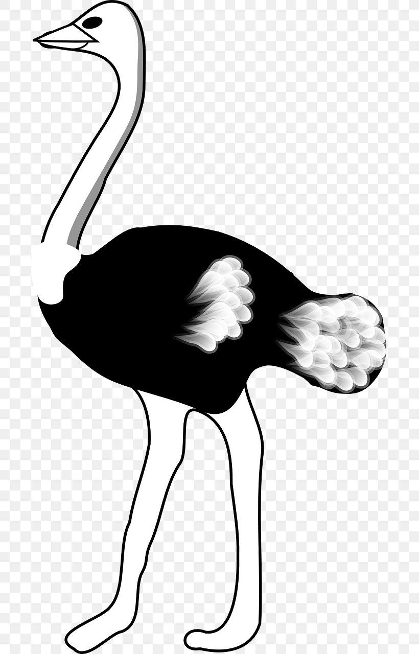 Detail Ostrich Clipart Black And White Nomer 6