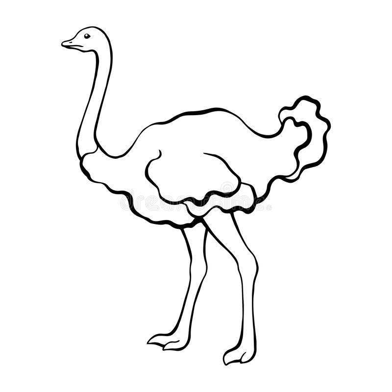 Detail Ostrich Clipart Black And White Nomer 8