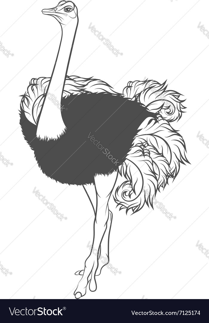 Detail Ostrich Clipart Black And White Nomer 9