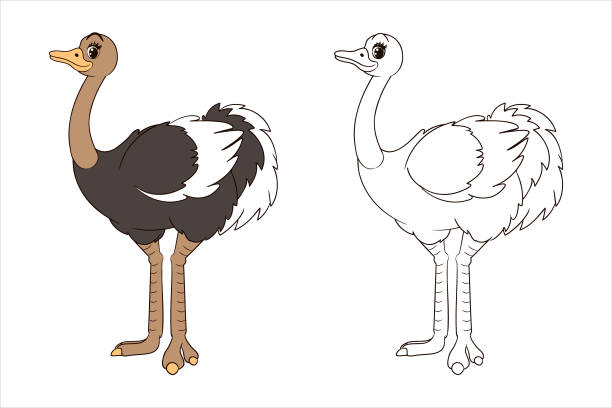 Detail Ostrich Clipart Black And White Nomer 14