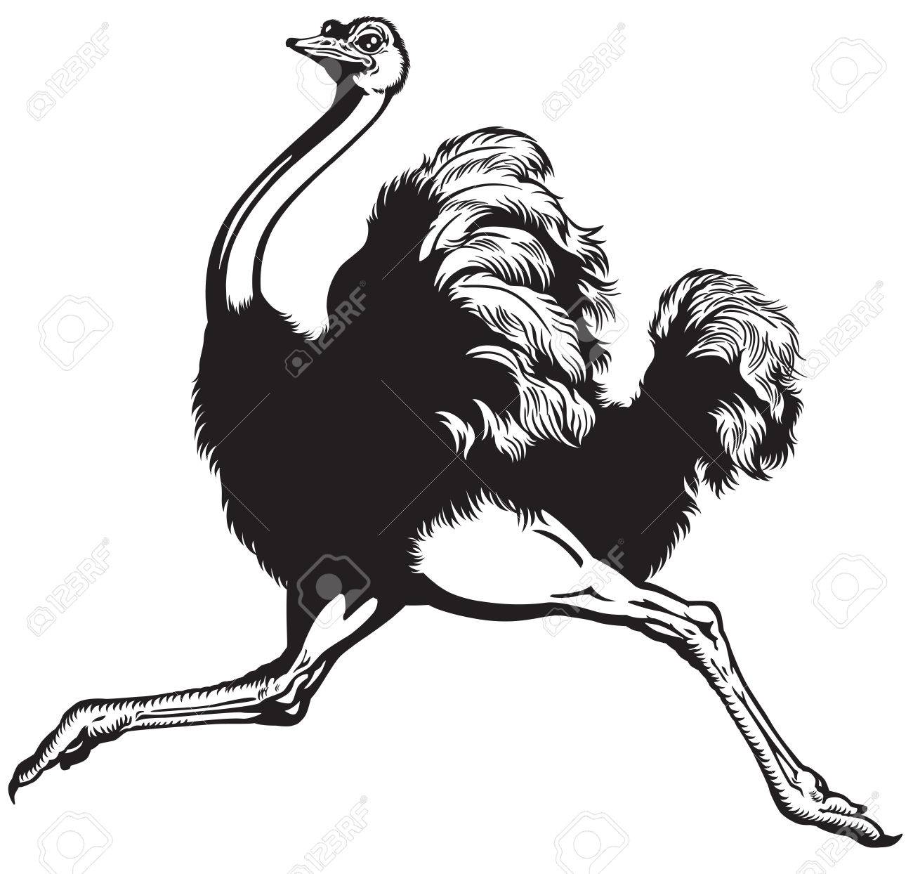 Detail Ostrich Clipart Black And White Nomer 26