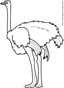 Detail Ostrich Clipart Black And White Nomer 28