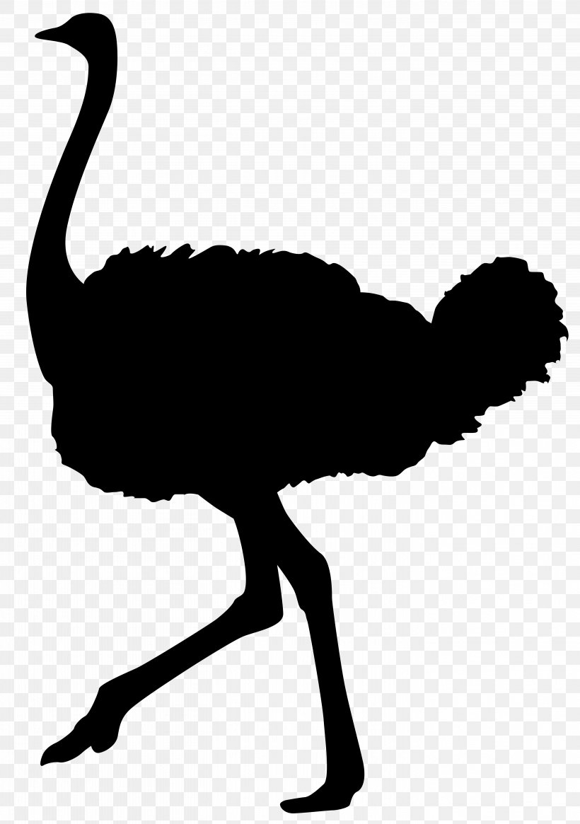 Detail Ostrich Clipart Black And White Nomer 33