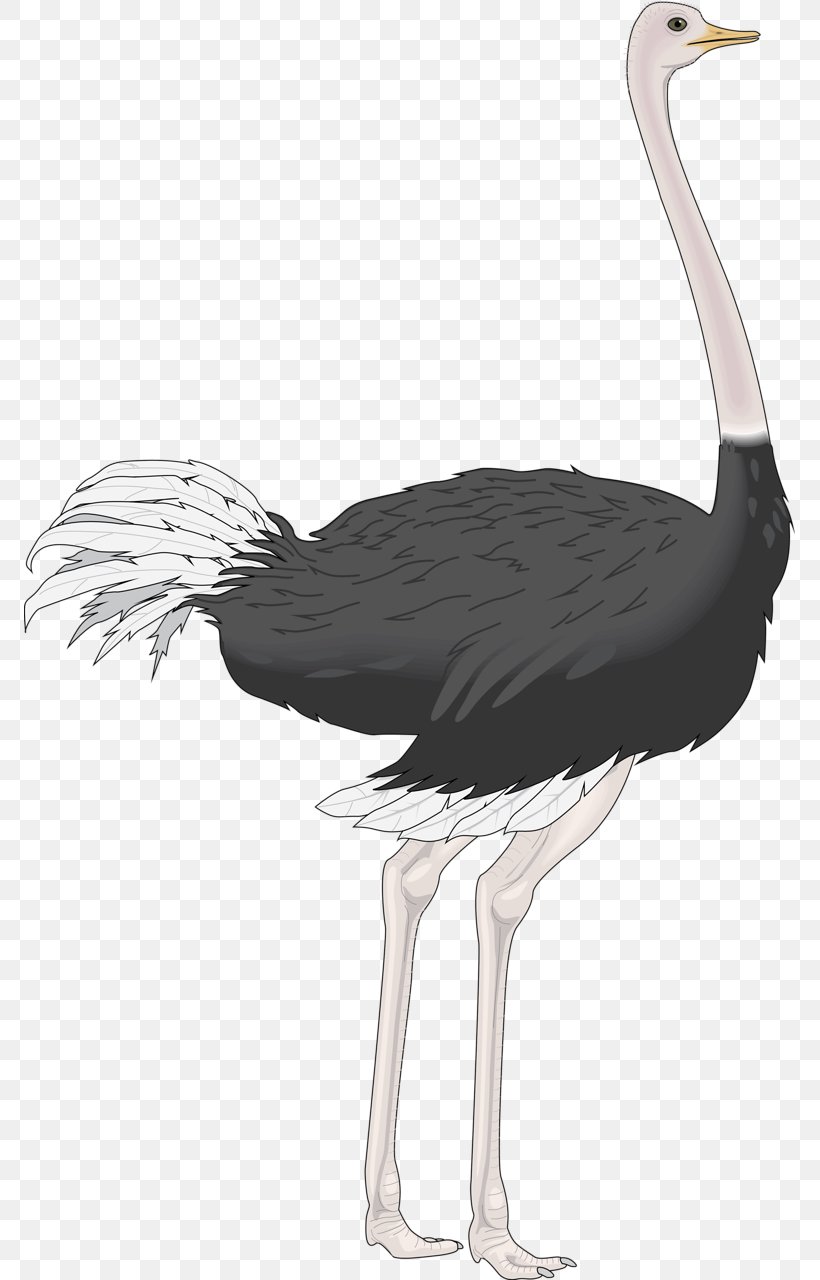 Detail Ostrich Clipart Black And White Nomer 39