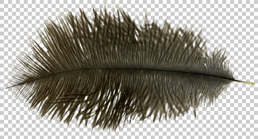 Detail Ostrich Feather Png Nomer 13
