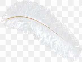 Detail Ostrich Feather Png Nomer 15