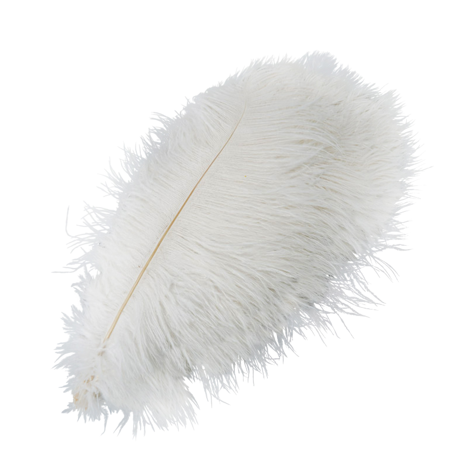 Detail Ostrich Feather Png Nomer 20