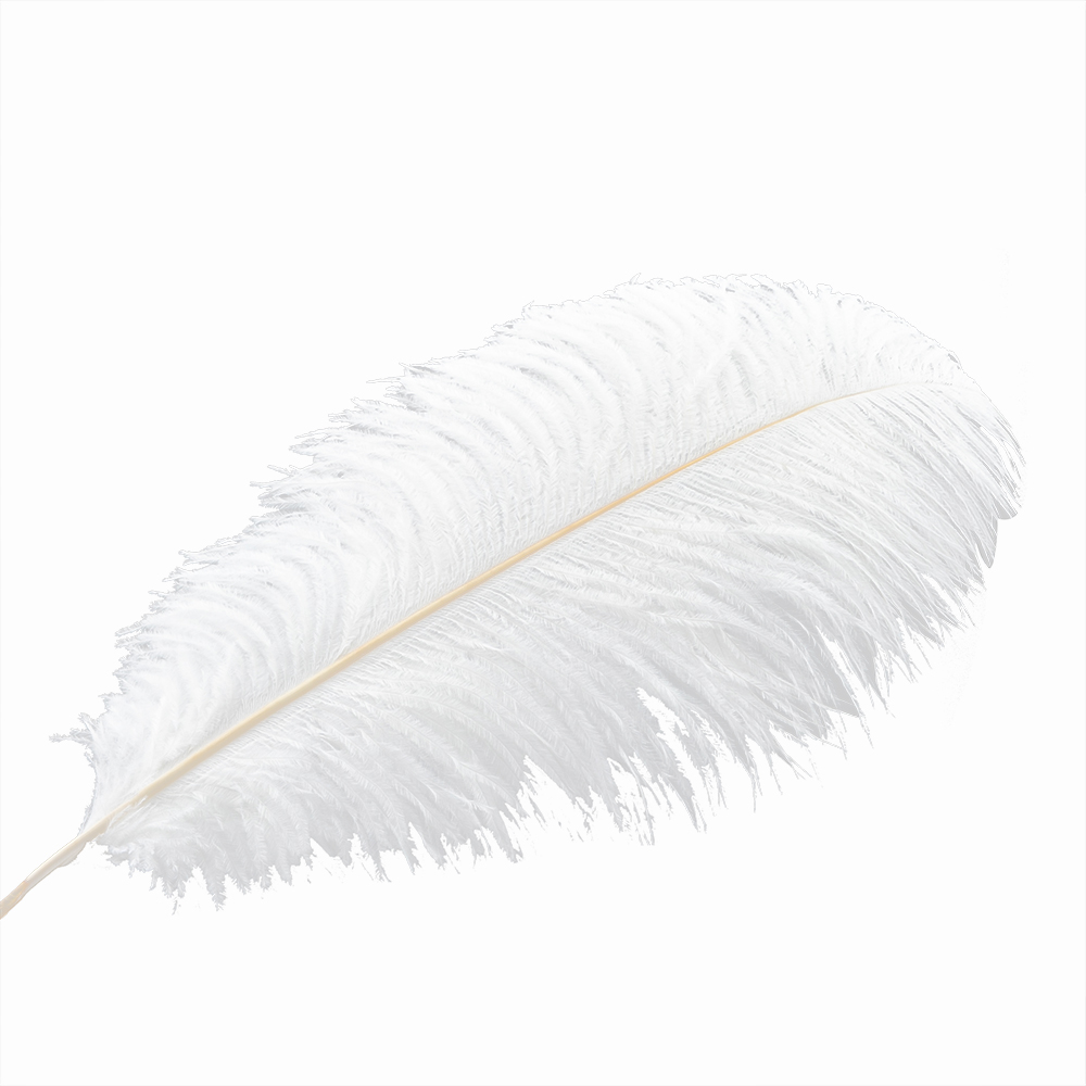 Detail Ostrich Feather Png Nomer 32
