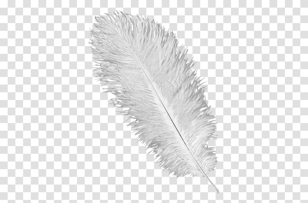 Detail Ostrich Feather Png Nomer 6