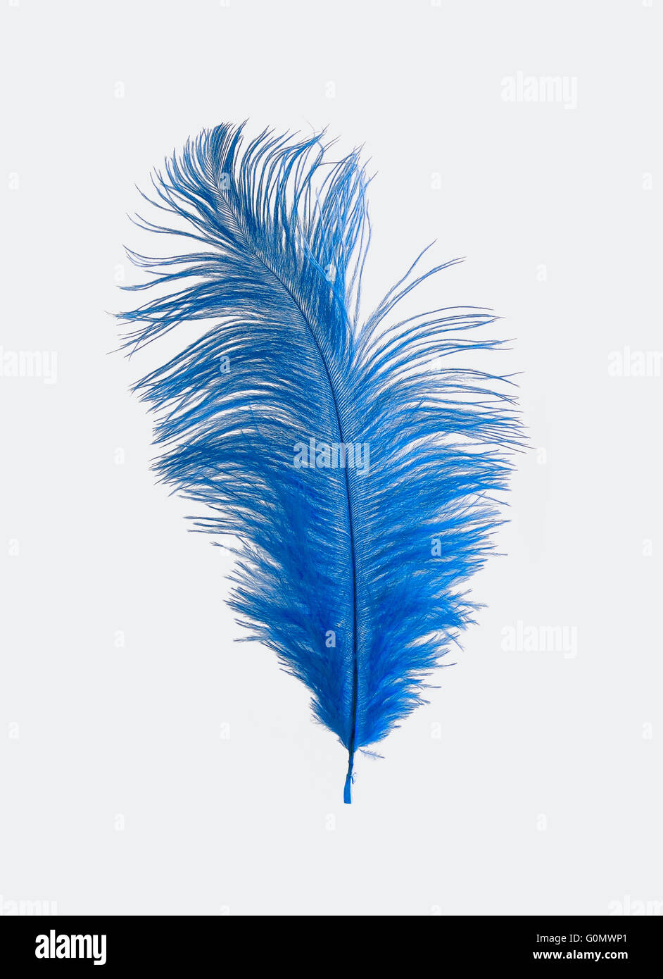 Detail Ostrich Feather Png Nomer 49