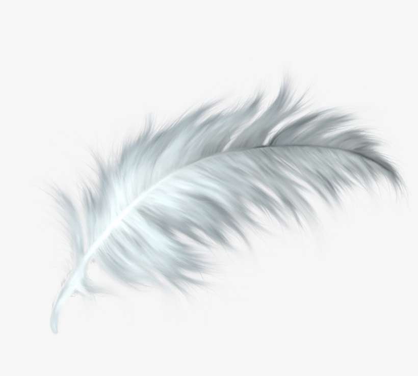 Detail Ostrich Feather Png Nomer 56