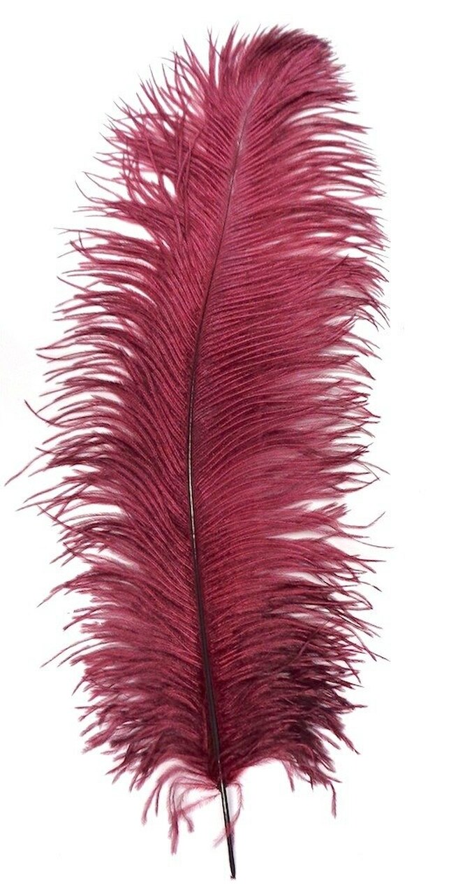 Detail Ostrich Feather Png Nomer 57