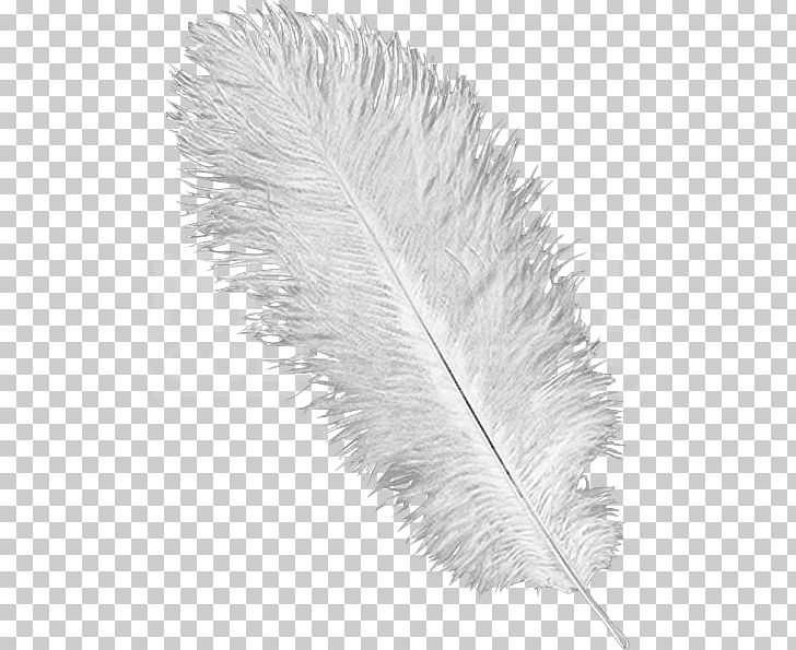 Detail Ostrich Feather Png Nomer 10