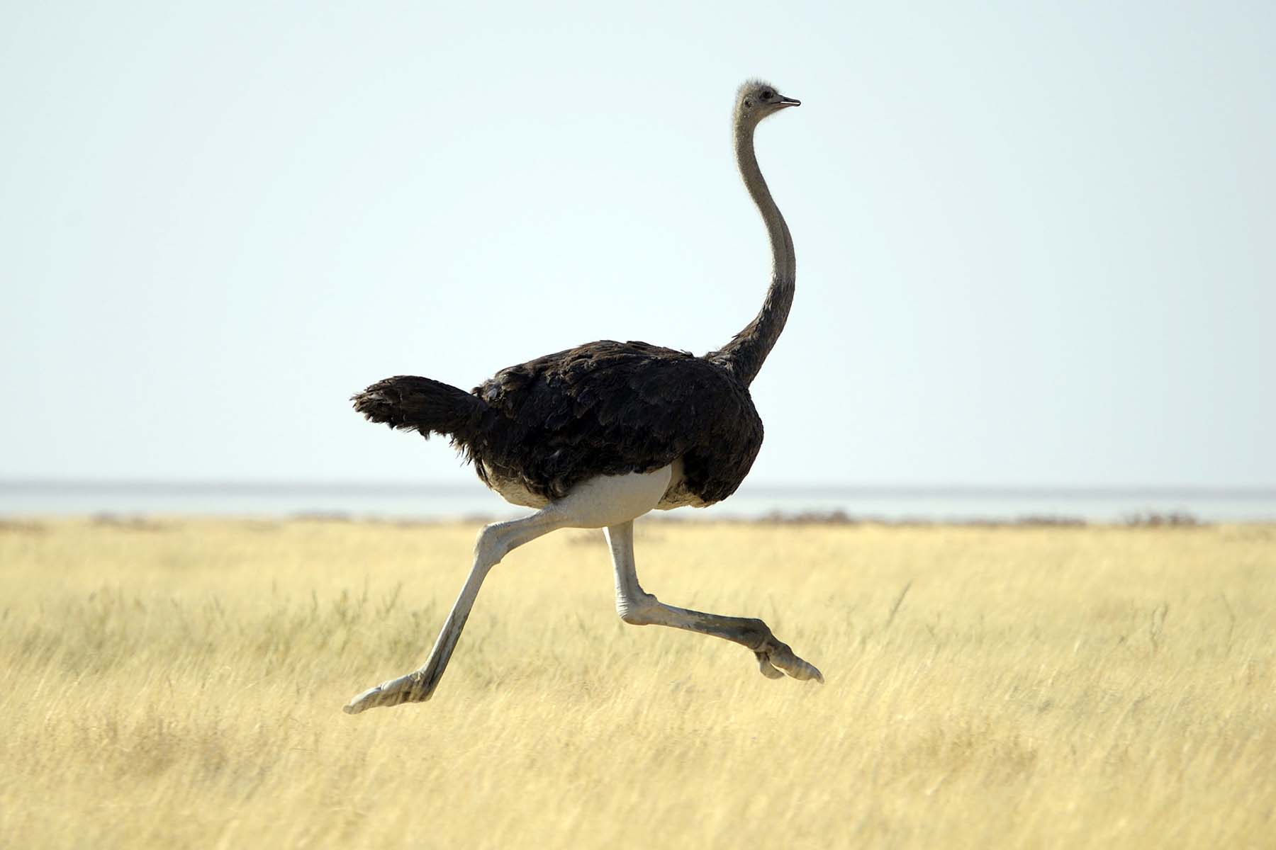 Detail Ostrich Images Nomer 26