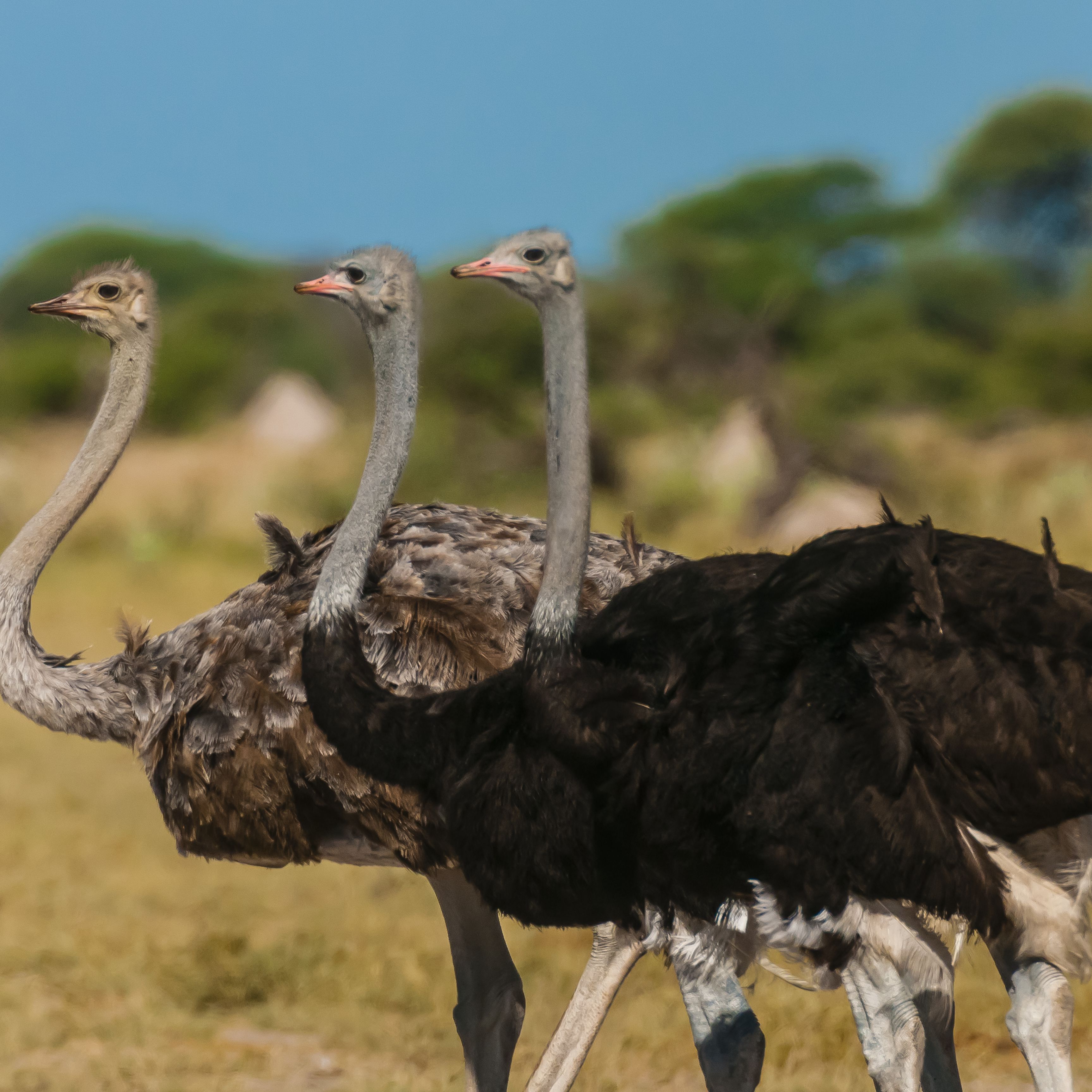 Detail Ostrich Pic Nomer 21