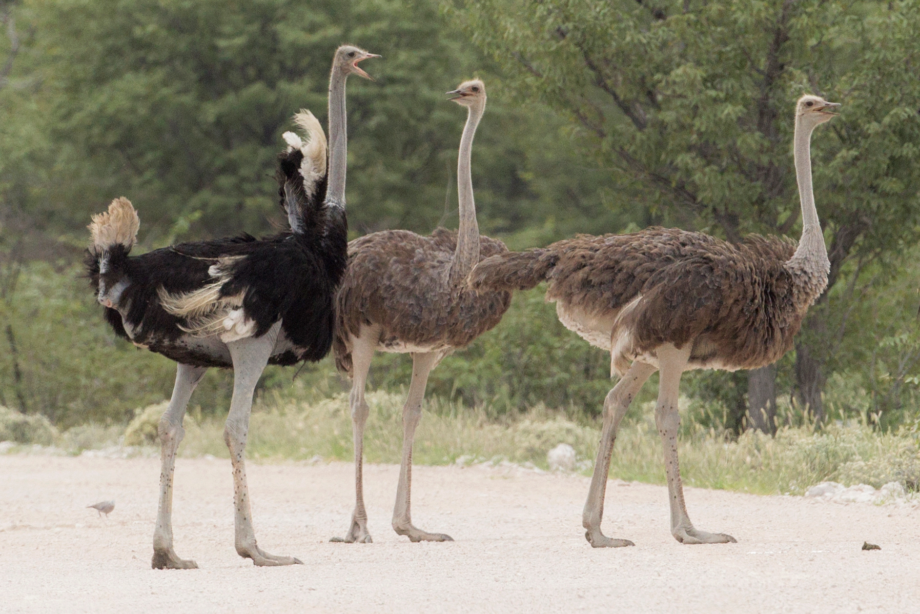 Detail Ostrich Pic Nomer 4