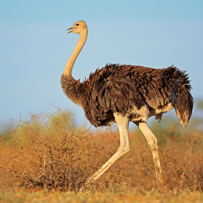 Detail Ostrich Pic Nomer 40